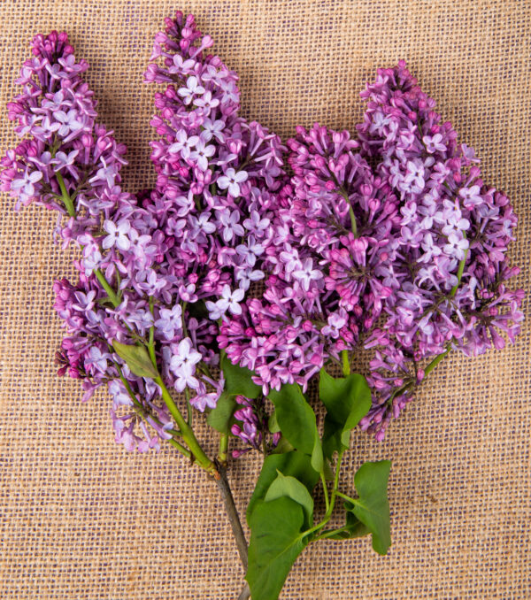 Cones do Incenso de Refluxo - Patchouli - Image 3
