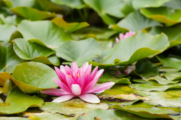Cones do Incenso de Refluxo - Lotus - Image 4
